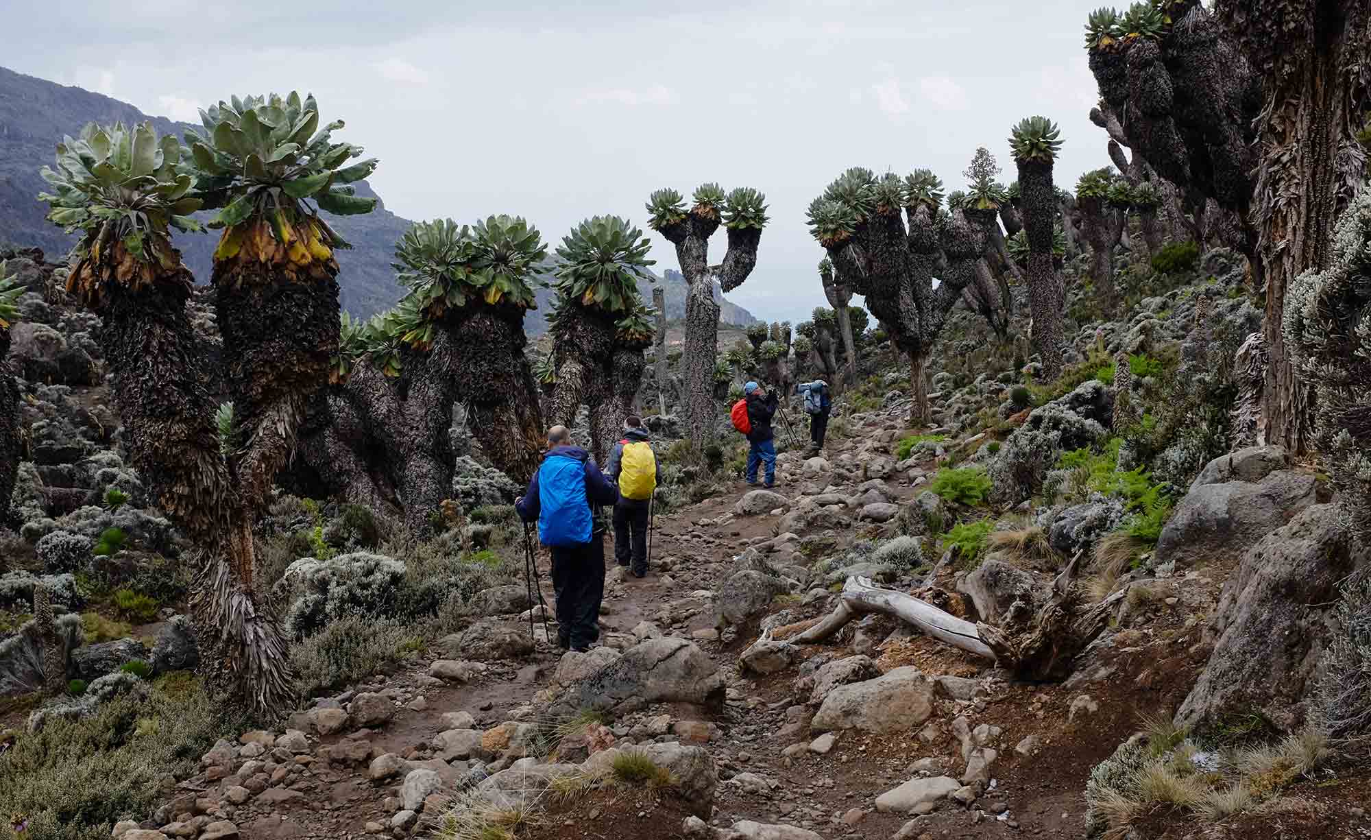 Home Best Kilimanjaro Tour Operators